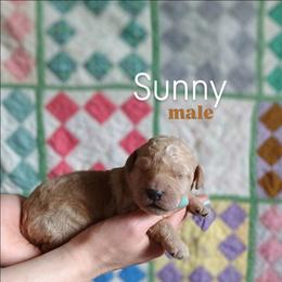 Sunny - Apricot male Goldendoodle puppy in Ringgold, Georgia from Re Family Doodles