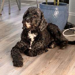Brooklyn - Springerdoodle
