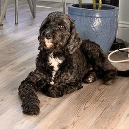 Brooklyn - Springerdoodle