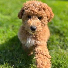 Goldendoodle All Grown Up from Alyssa Xxweetdoodles