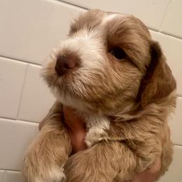 Ransom - Wheaten male Miniature Schnauzer puppy in Grayson, Kentucky from Seventh Heaven Schnauzers