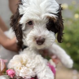 Emmie - Cavapoo
