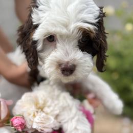 Emmie - Cavapoo