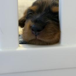 Dachshund Puppies from Birkin’ Paws