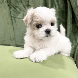 Maltese and Yorkshire Terrier Puppies from Precious Paws Maltese and Yorkies