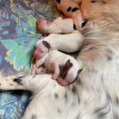 English Setter Puppies from English Setter Farms