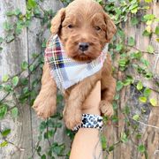 Double Doodle Puppies from Hansen Homestead Pups
