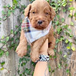 Double Doodle Puppies from Hansen Homestead Pups