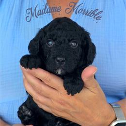 Goldendoodle Puppies from JoZy's Doodles