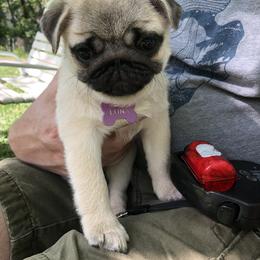 Bulldog and Pug Puppies from JR’s Pugs