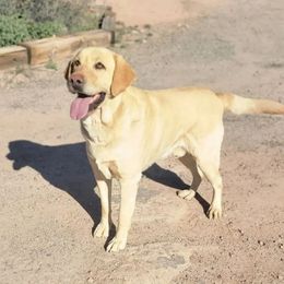 Stark - Dilute Retriever