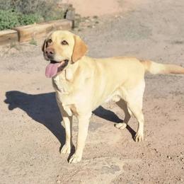 Stark - Dilute Retriever