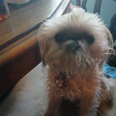 Luna - Brussels Griffon