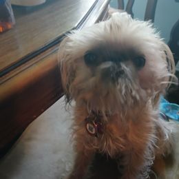 Luna - Brussels Griffon