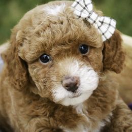 Shaila - Red  female Poodle puppy in Etna Green, Indiana from Perfect Match Poodles