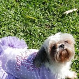 Shih Tzus from Creole Shih Tzu Lafayette