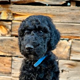 Boy 3: Toby - Black Poodle puppy in Grand Junction, Colorado from Riverbank Poodles