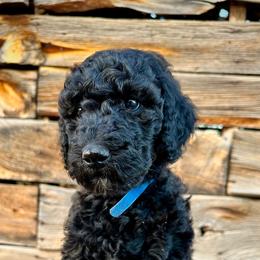 Boy 3: Toby - Black Poodle puppy in Grand Junction, Colorado from Riverbank Poodles