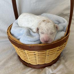 Lily - White female Lagotto Romagnolo puppy in Minster, Ohio from 1880 Lagotto
