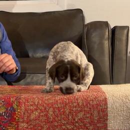 German Shorthaired Pointer Puppies from Endersgame GSPs