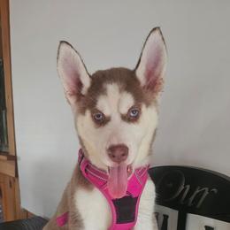 Luna - Sable and white female Siberian Husky puppy in Springfield, Massachusetts from 16acreshuskies