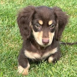 Chocolate and Cream - Chocolate and cream male Dachshund puppy in Kalama, Washington from Dazzling Doxies