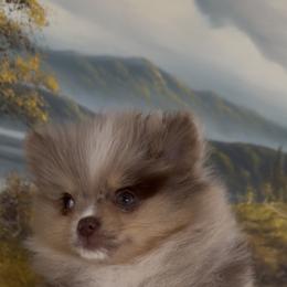 Mr sexy - Chocolate merle male Pomeranian puppy in Wyandotte, Michigan from FAITHOPELOVE POMS KENNELS