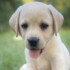 Labrador Retrievers from Iris Aisling Labradors