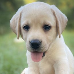 Labrador Retrievers from Iris Aisling Labradors