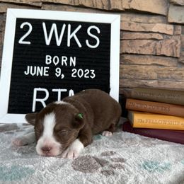 RTM - Red tri Miniature Australian Shepherd puppy in Deridder, Louisiana from AussieSmiths