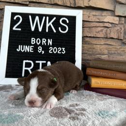 RTM - Red tri Miniature Australian Shepherd puppy in Deridder, Louisiana from AussieSmiths