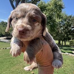 Truffle - Dapple female Dachshund puppy in Bentonville, Arkansas from Boujee Buns Dachshunds
