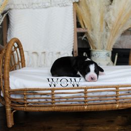Girl 6 - Miniature Australian Shepherd puppy in Oshoto, Wyoming from Way Out West Toy & Mini Aussies