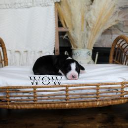 Girl 6 - Miniature Australian Shepherd puppy in Oshoto, Wyoming from Way Out West Toy & Mini Aussies