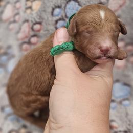 Green Male - Red  male Goldendoodle puppy in Mocksville, North Carolina from Hunting Creek Farm & Kennel