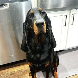 Hazel - Black and Tan Coonhound