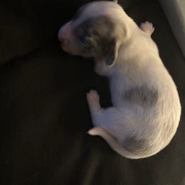 Girl 1 - Piebald female Dachshund puppy in Buchanan, Georgia from Kiser Creek Dachshunds