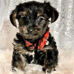 Sparky - Black and tan male Yorkshire Terrier puppy in Denver, Colorado from Melrey's paws