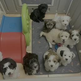 Companion Cross puppies from V & V Kennels