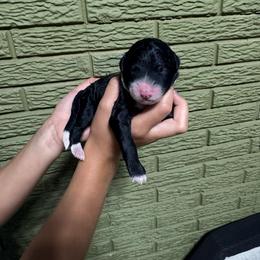 Jade - Black and white female Bernedoodle puppy in Carmichaels, Pennsylvania from JensenBelle Doodles