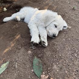 Golden Retriever Puppies from Evergreen Snow Doodles