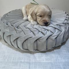 Australian Cobberdog Puppies from Joreese Australian Cobberdogs