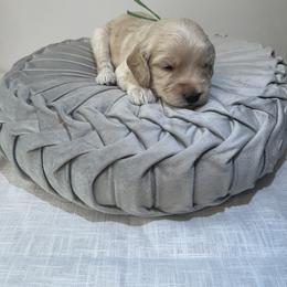 Australian Cobberdog Puppies from Joreese Australian Cobberdogs