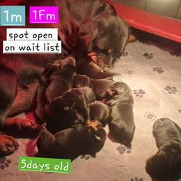 Boy 5 - Black and mahogany male Rottweiler puppy in De Witt, Iowa from Irish Eyes Kennels