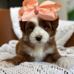 LR- Pink Girl - Red  female Goldendoodle puppy in Lewisville, Texas from Texas Goldendoodle Lovers