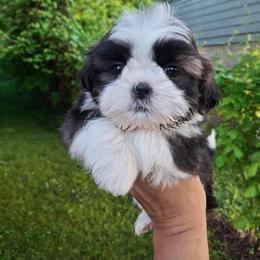 Shih Tzu and Yorkshire Terrier Puppies from Thorntons Fur Crew