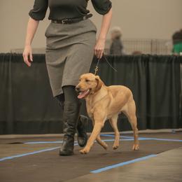 Labrador Retriever All Grown Up from Mo Ghra' Labrador