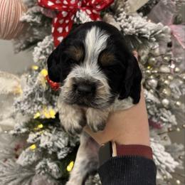 Yellow girl - Tri-Roan female English Springer Spaniel puppy in Lincoln, Texas from LeeCo. Springers