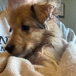 Barney (Male 2) - Sable merle and white male Shetland Sheepdog puppy in Chambersburg, Pennsylvania from Clark Kennel Shelties