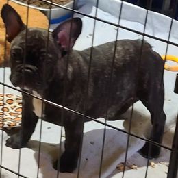 French Bulldog Puppies from Imperiale French Bulldogs